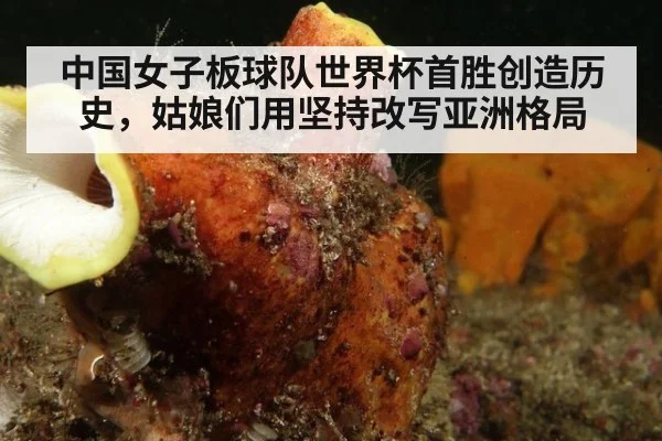 中国女子板球队世界杯首胜创造历史，姑娘们用坚持改写亚洲格局